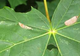 Image of Phyllonorycter joannisi (Le Marchand 1936)