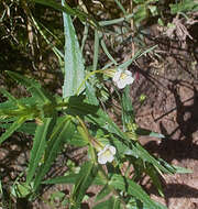 Imagem de Mimulus gracilis R. Br.