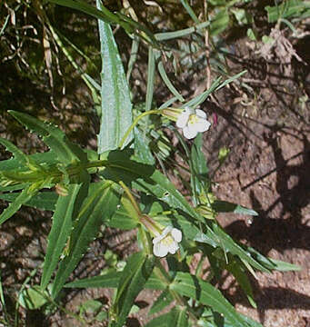 Imagem de Mimulus gracilis R. Br.