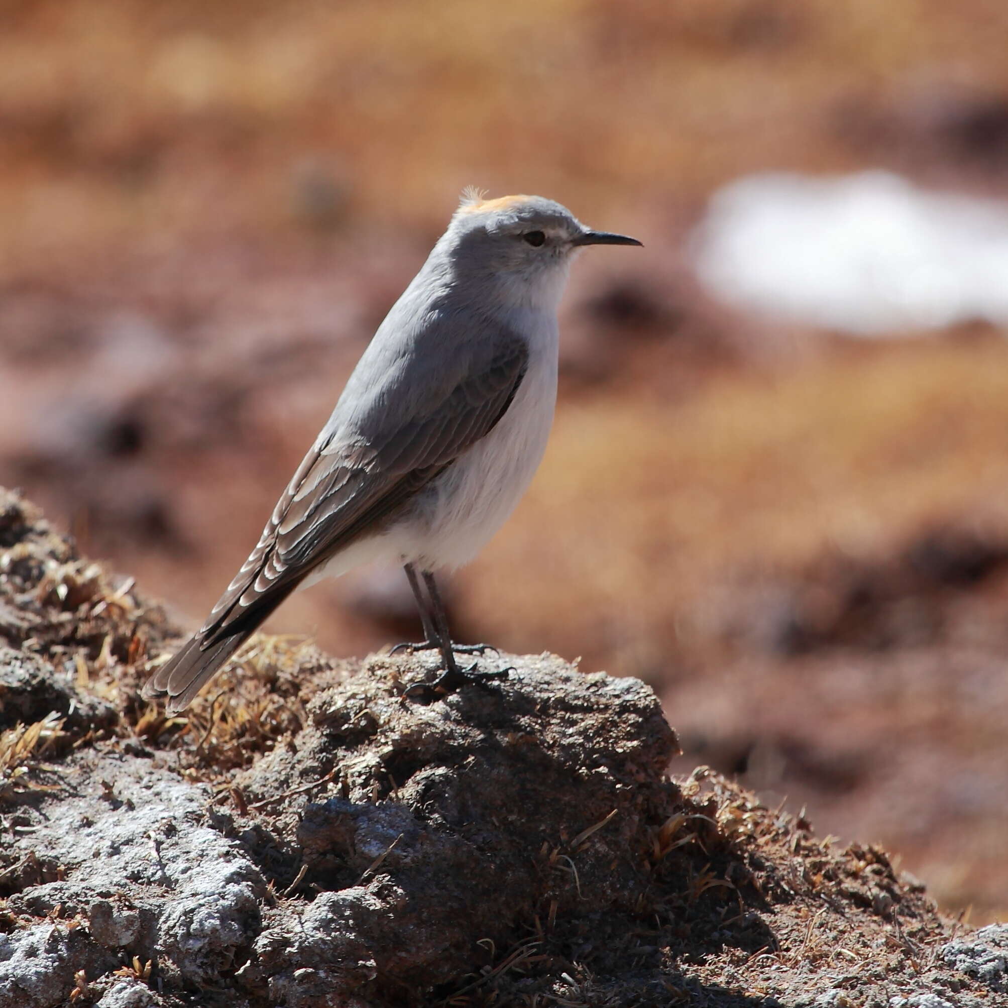 Image of Rufous-naped Ground Tyrant