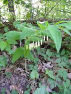 Слика од Polygonatum multiflorum (L.) All.