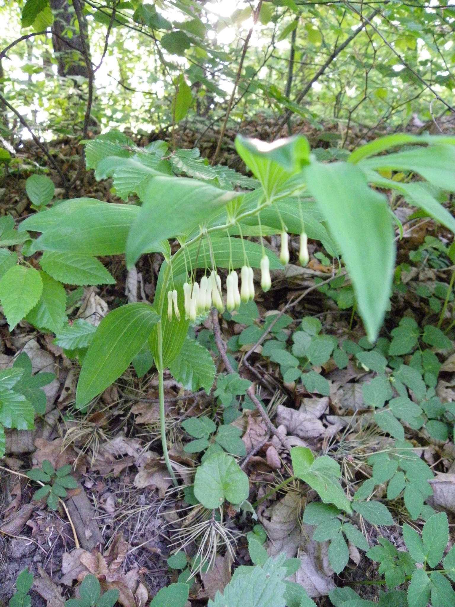 Слика од Polygonatum multiflorum (L.) All.