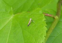 Image of privet leaf miner