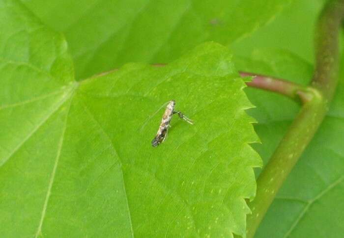 Image of privet leaf miner