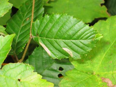 Phyllonorycter tenerella (de Joannis 1915)的圖片