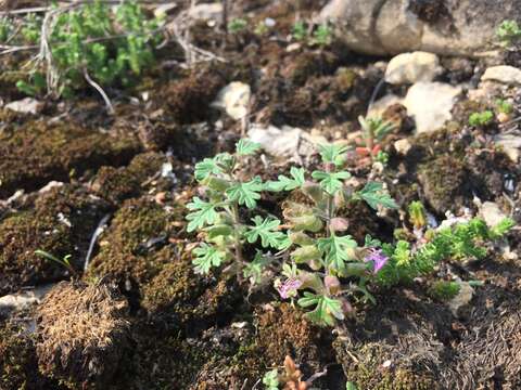 Imagem de Teucrium botrys L.