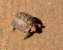 Image of Southern Tent Tortoise
