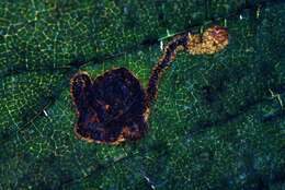 Stigmella viscerella (Stainton 1853) Beirne 1945的圖片