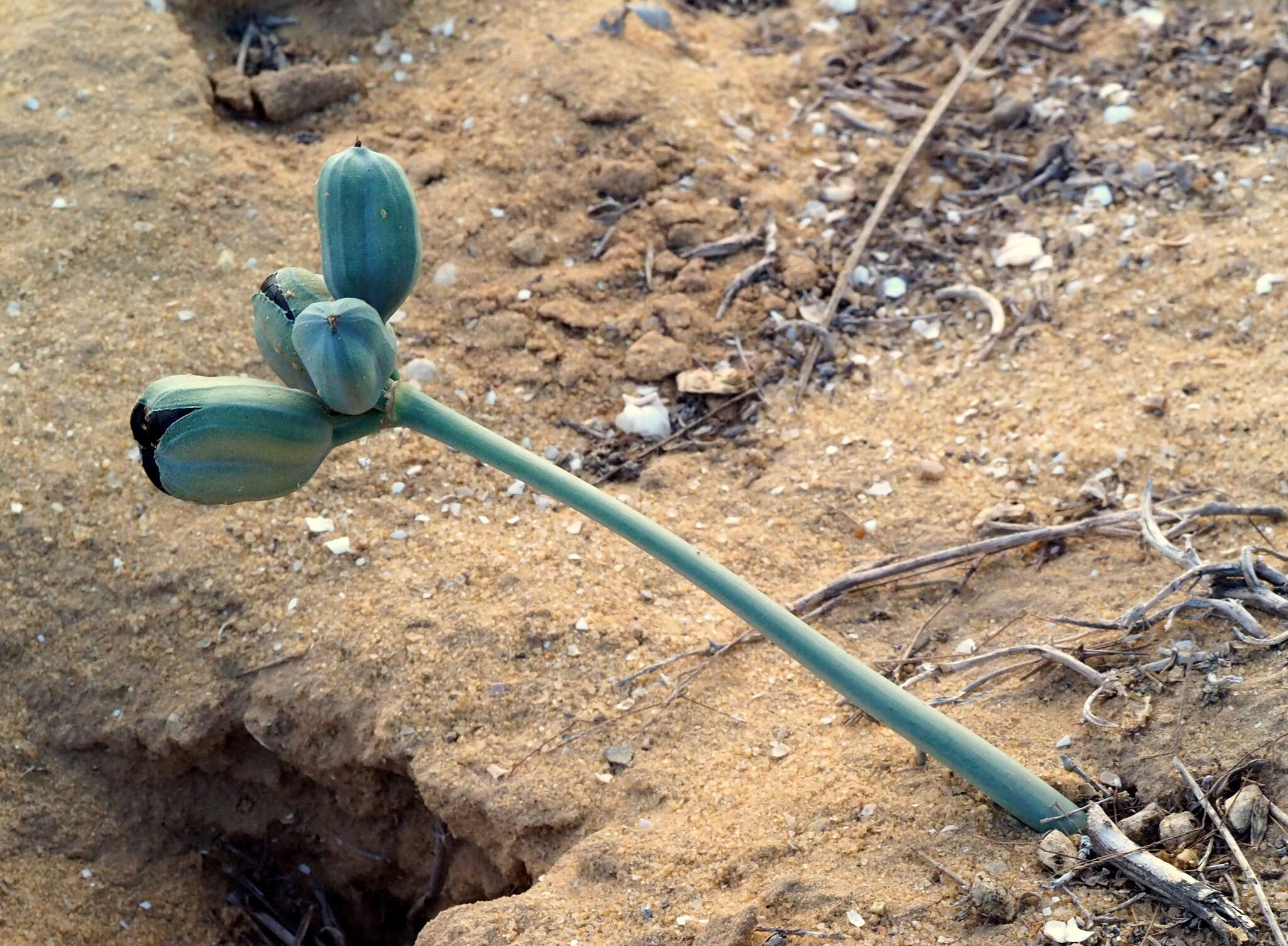 Image of Pancratium sickenbergeri Asch. & Schweinf.