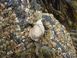 Image of Dog whelk