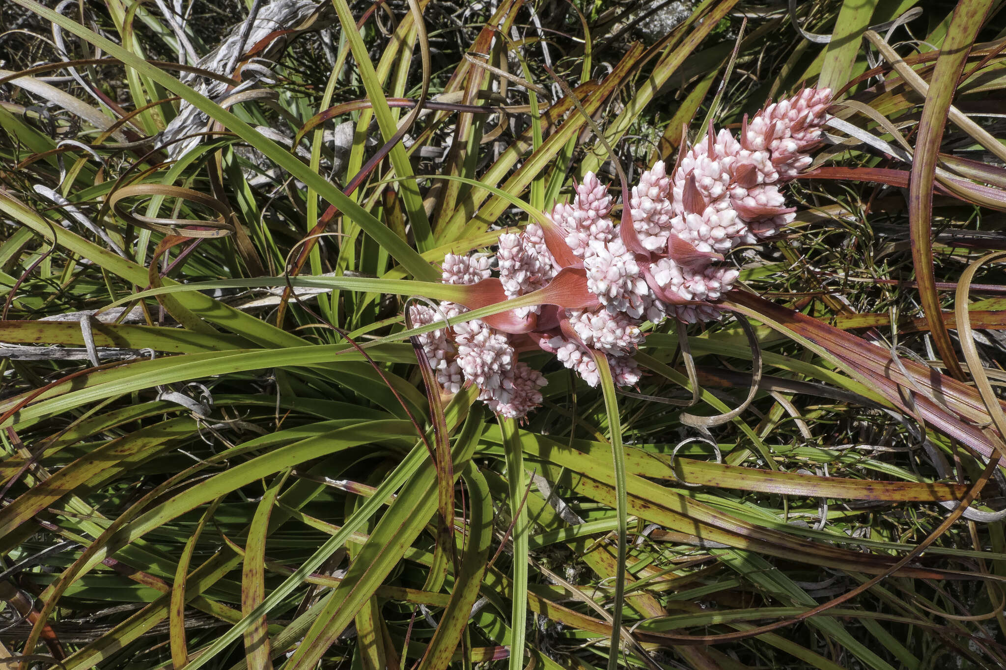 Image of Dracophyllum milliganii Hook.