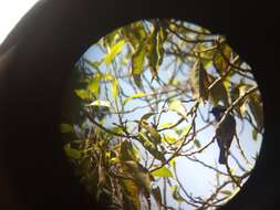 Image of Nilgiri Flycatcher