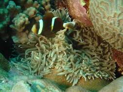 Image of Barrier Reef Anemonefish