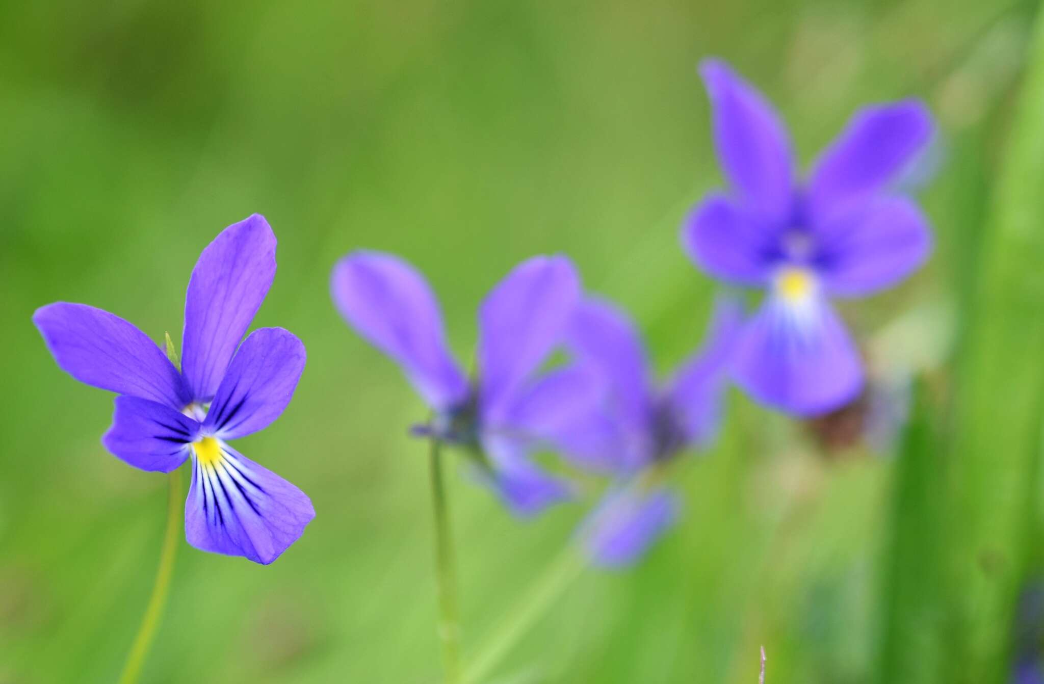 Image of <i>Viola lutea</i> var. <i>westfalica</i> A. A. H. Schulz