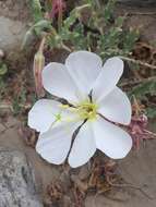 Plancia ëd Oenothera californica (S. Wats.) S. Wats.