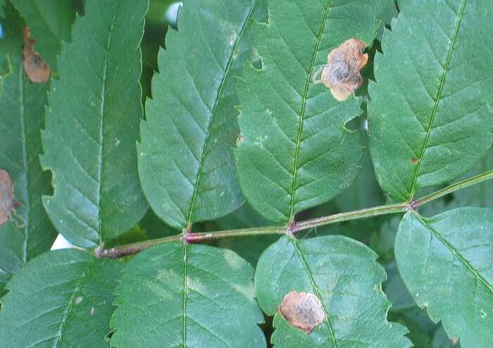 Image of Stigmella sorbi (Stainton 1861) Fletcher et al. 1945