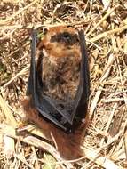 Image de Cinnamon red bat