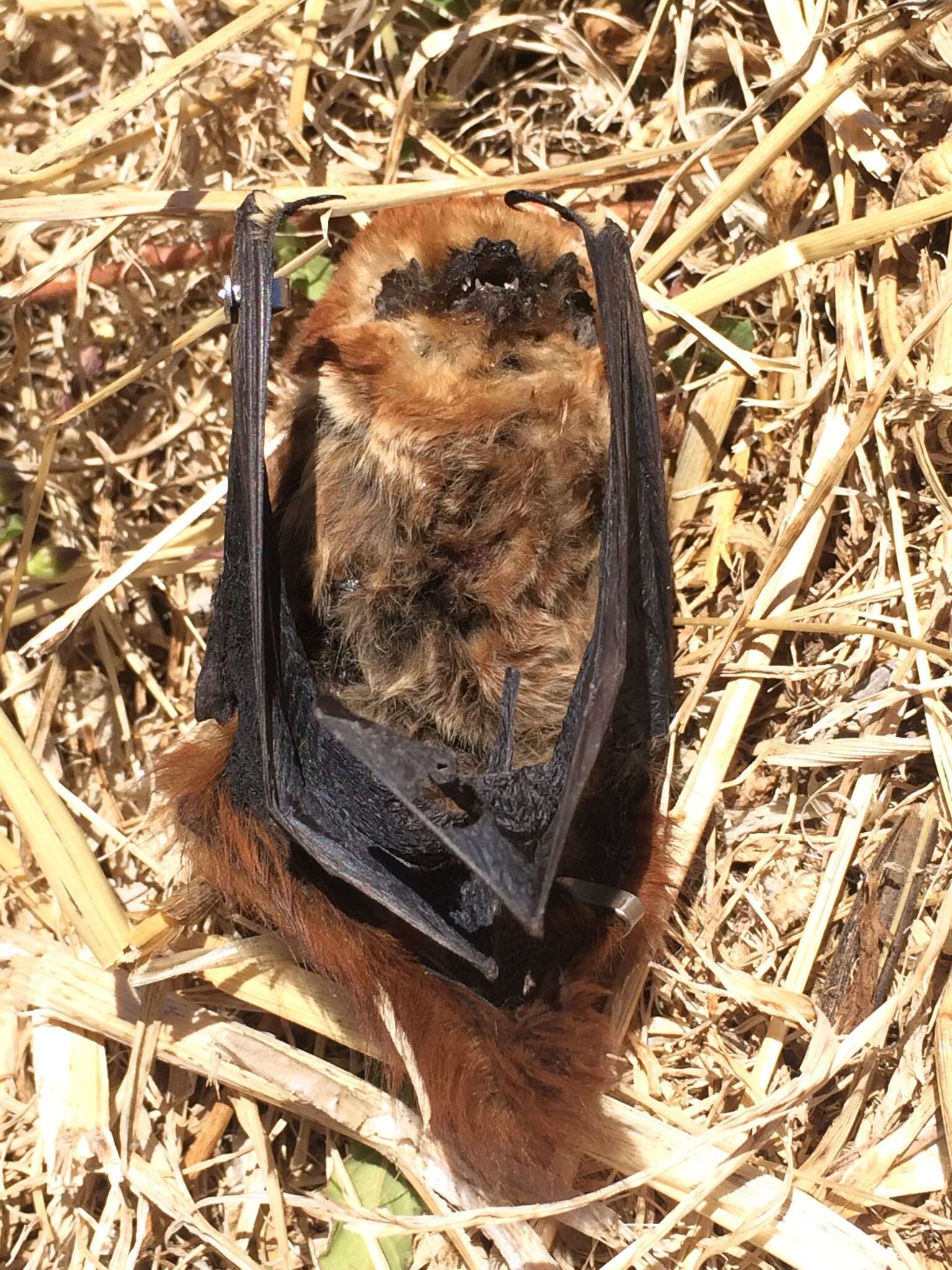 Image de Cinnamon red bat