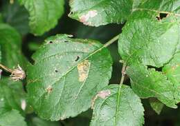 Image of Stigmella desperatella (Frey 1856) Beirne 1945