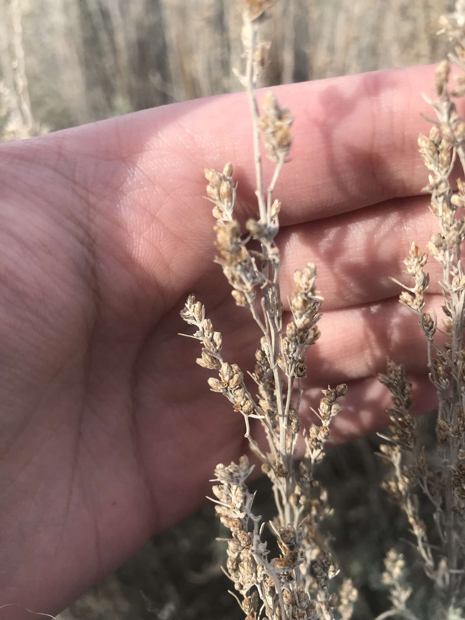 Image of threetip sagebrush