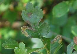 صورة Stigmella regiella (Herrich-Schäffer 1855) Vári 1944