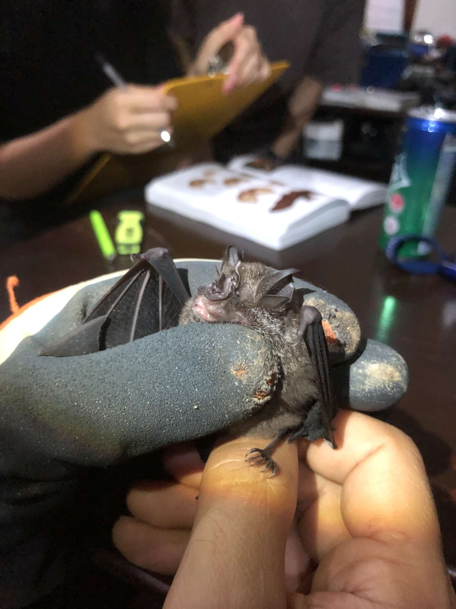 Image of Accuminate Horseshoe Bat