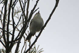 Слика од Gerygone fusca (Gould 1838)