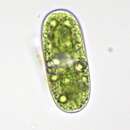 صورة Cylindrocystis brebissonii