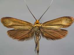 Image of Nemophora metallica