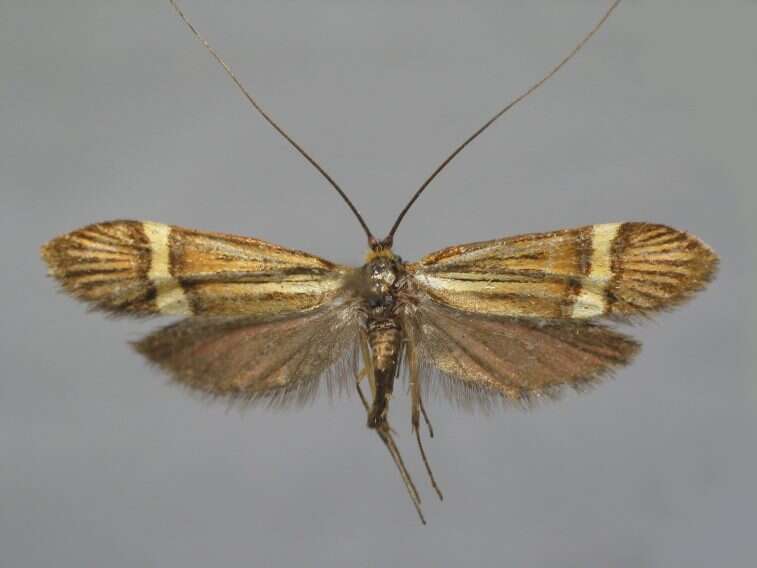 Imagem de Nemophora degeerella Linnaeus 1758