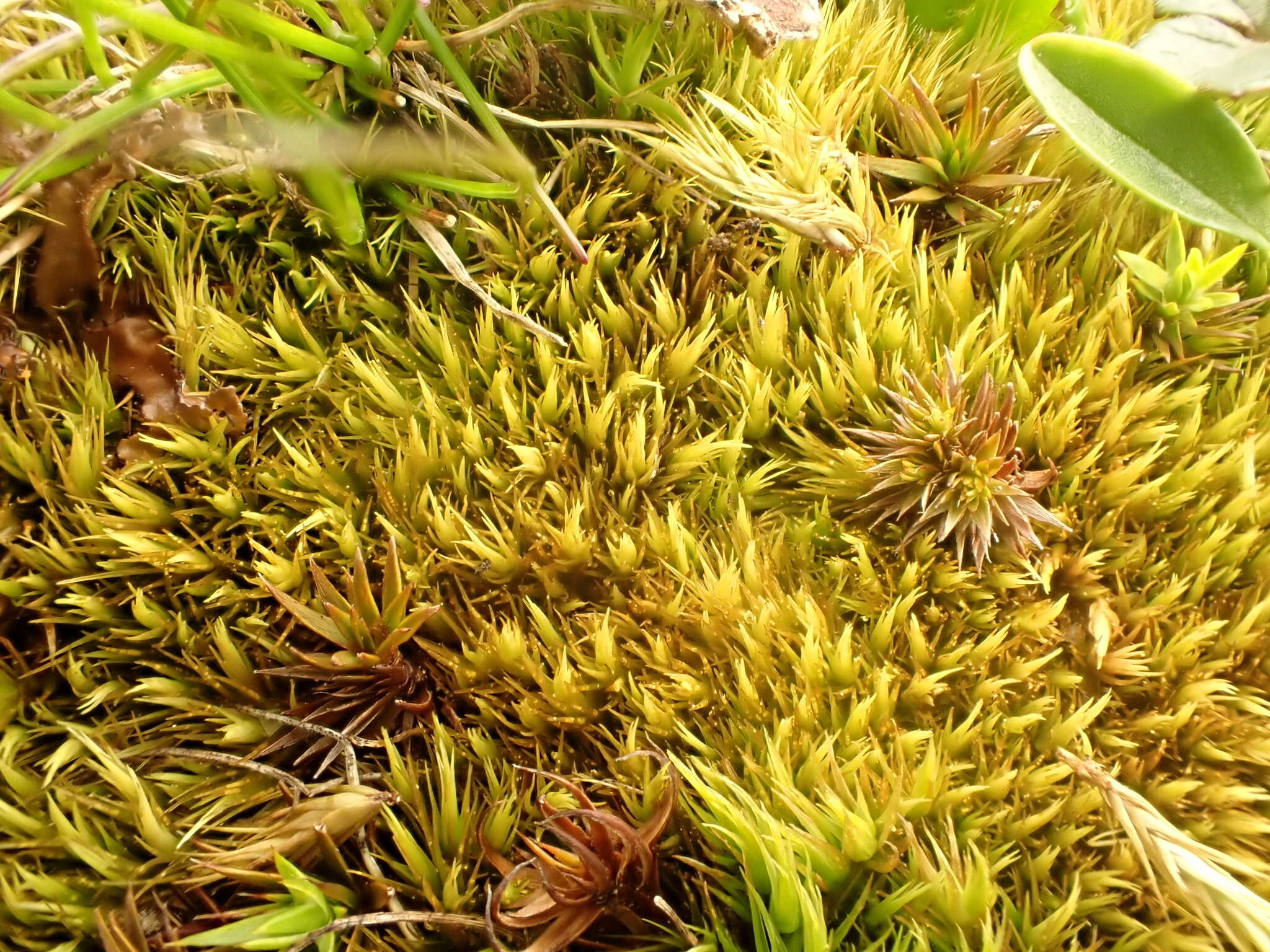 Image of paraleucobryum moss