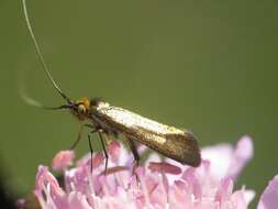 Image of Nemophora metallica