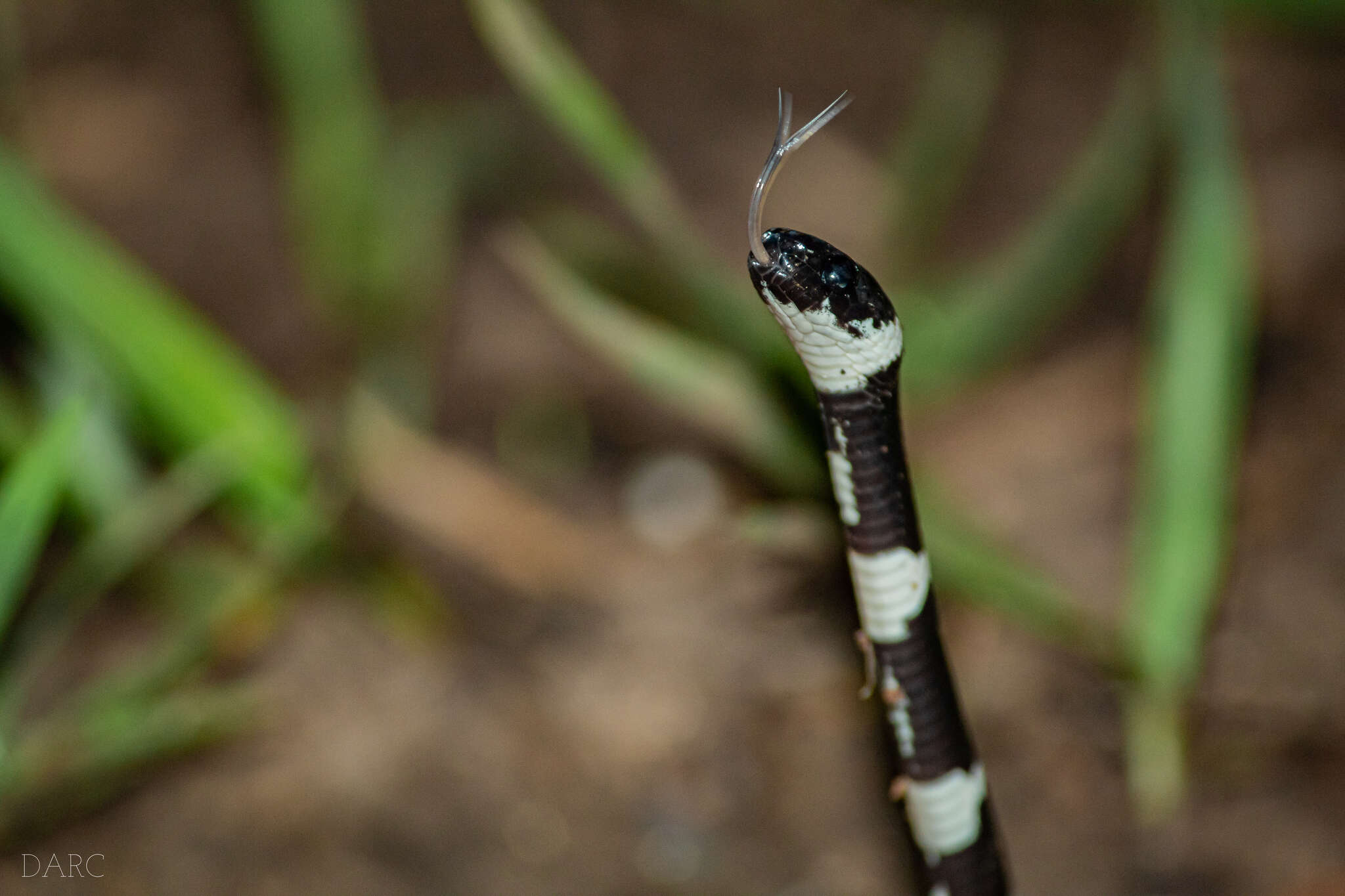 Tropidodipsas fasciata Günther 1858 resmi