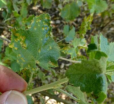 Imagem de Puccinia malvacearum Bertero ex Mont. 1852