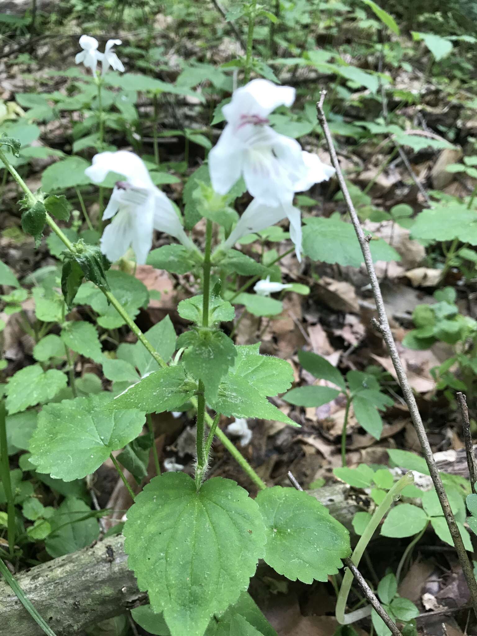 Image of Guyandotte-Beauty