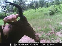 Image of Western Hartebeest