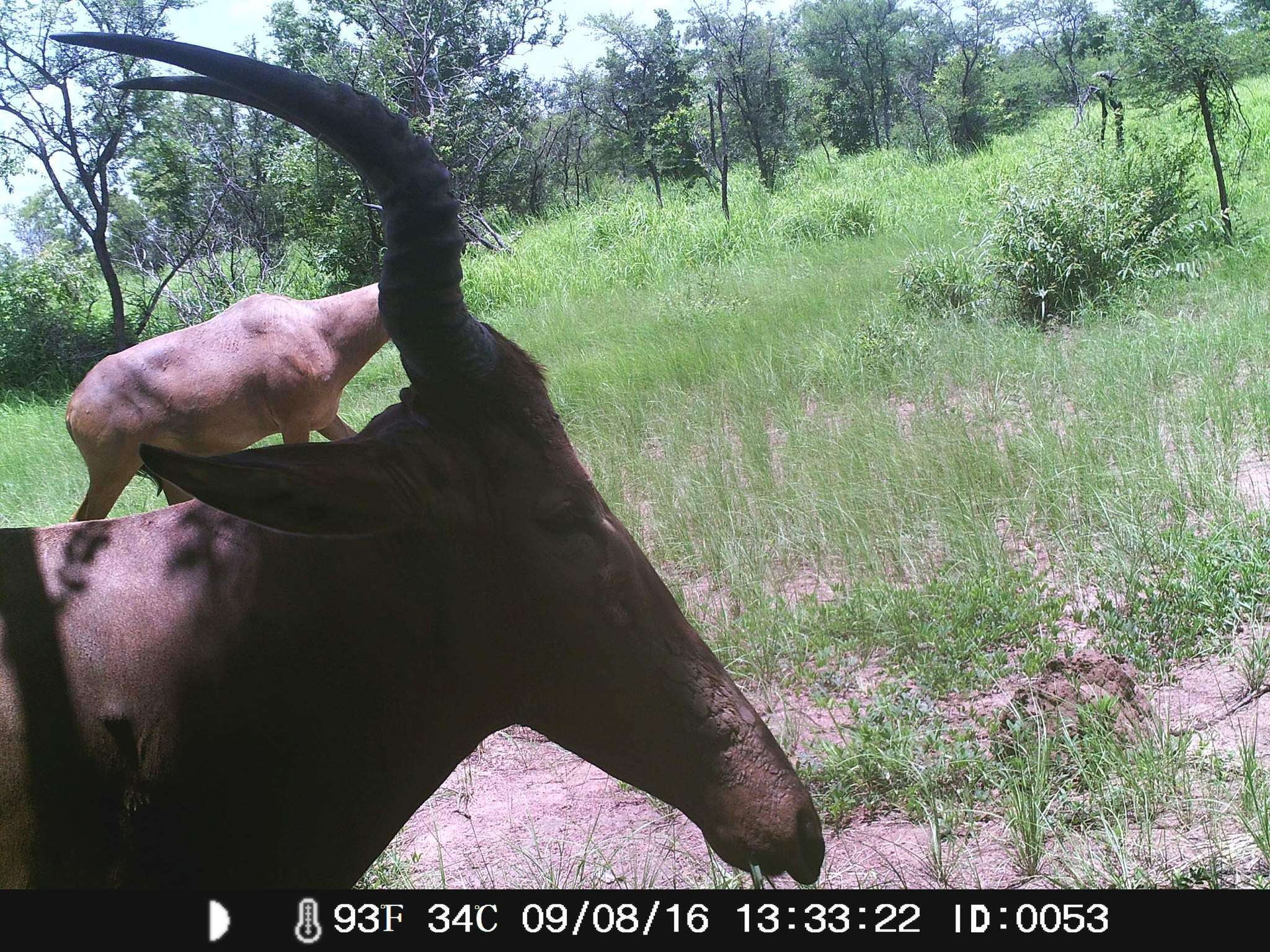 Image of Western Hartebeest