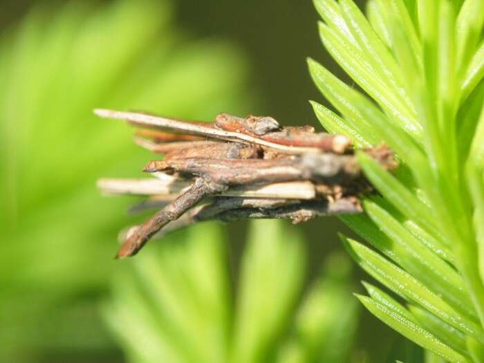 Image of Psyche crassiorella