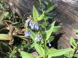 Image of Franciscan Bluebells