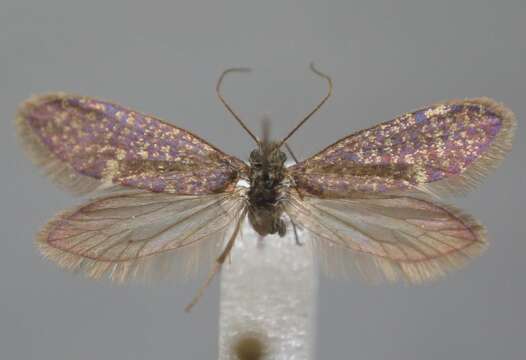 Image of Purplish Birch-miner Moth