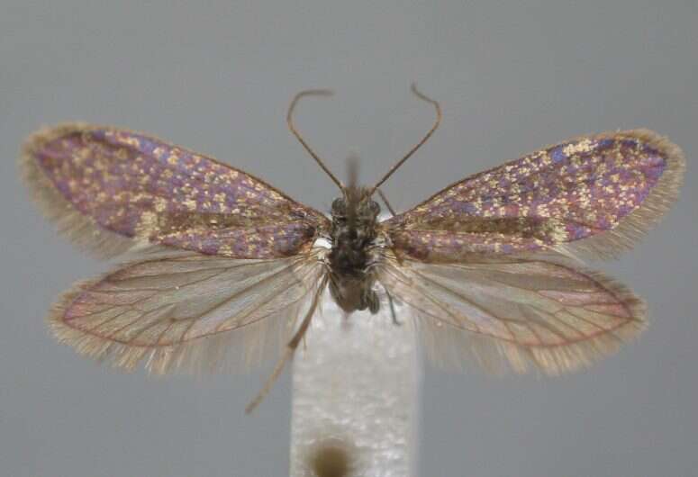 Image of Purplish Birch-miner Moth