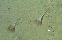 Image of Lindahl's droopy sea pen