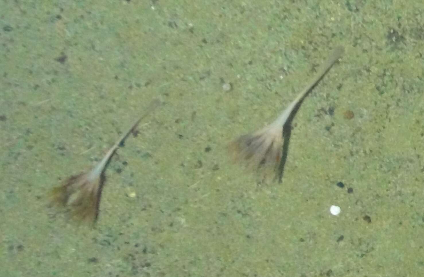 Image of Lindahl's droopy sea pen