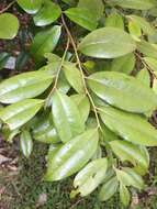 Image of Diospyros laurina (R. Br.) Jessup