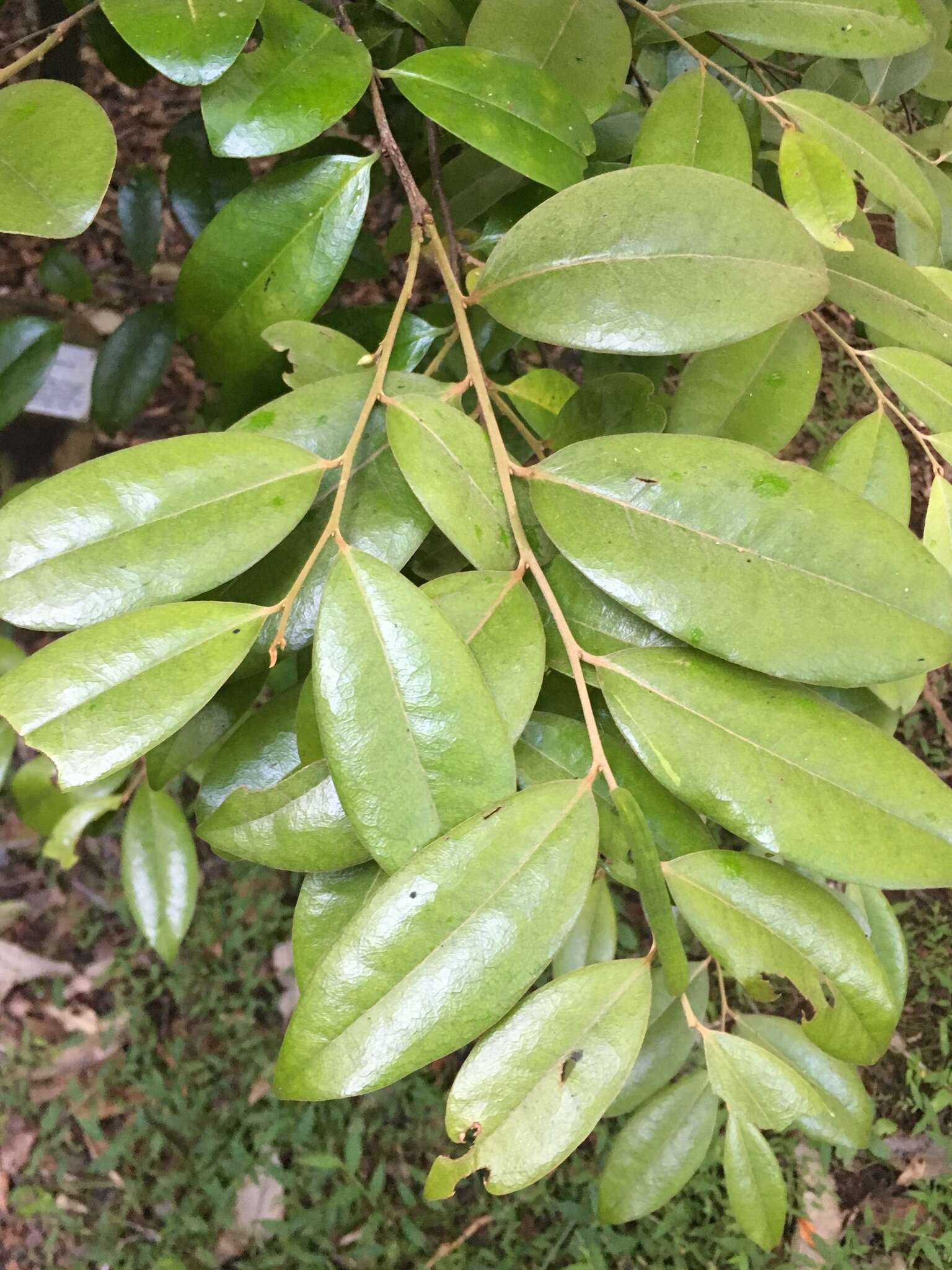 Image of Diospyros laurina (R. Br.) Jessup