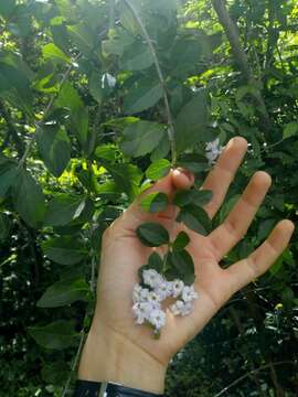 Duranta serratifolia (Griseb.) Kuntze resmi