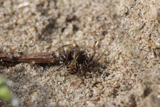 Image of common crab spider