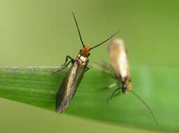 Image of marsh marygold moth