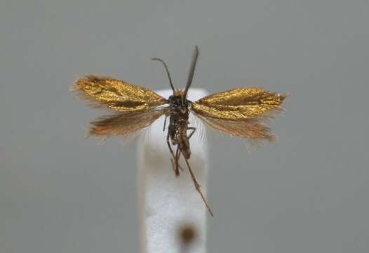 Imagem de Micropterix aruncella Scopoli 1763