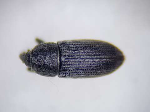 Image of Weevil